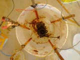 restoration begins 05 - the carburetor in the electrolysis bucket